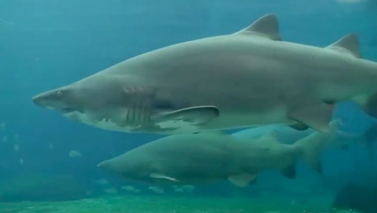 A normally docile sand tiger shark was provoked into attacking a diver in an aquarium.