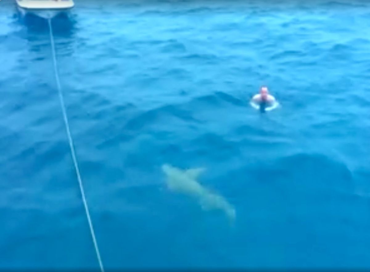 Russian swimmer reacts calmly to an approaching shark in Maldives.