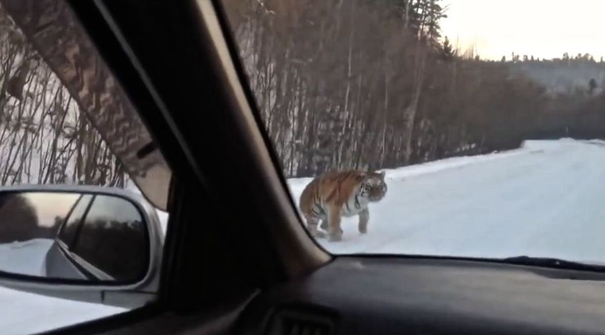 Russian motorists were surprised to see a Siberian tiger in the middle of a snowy road.