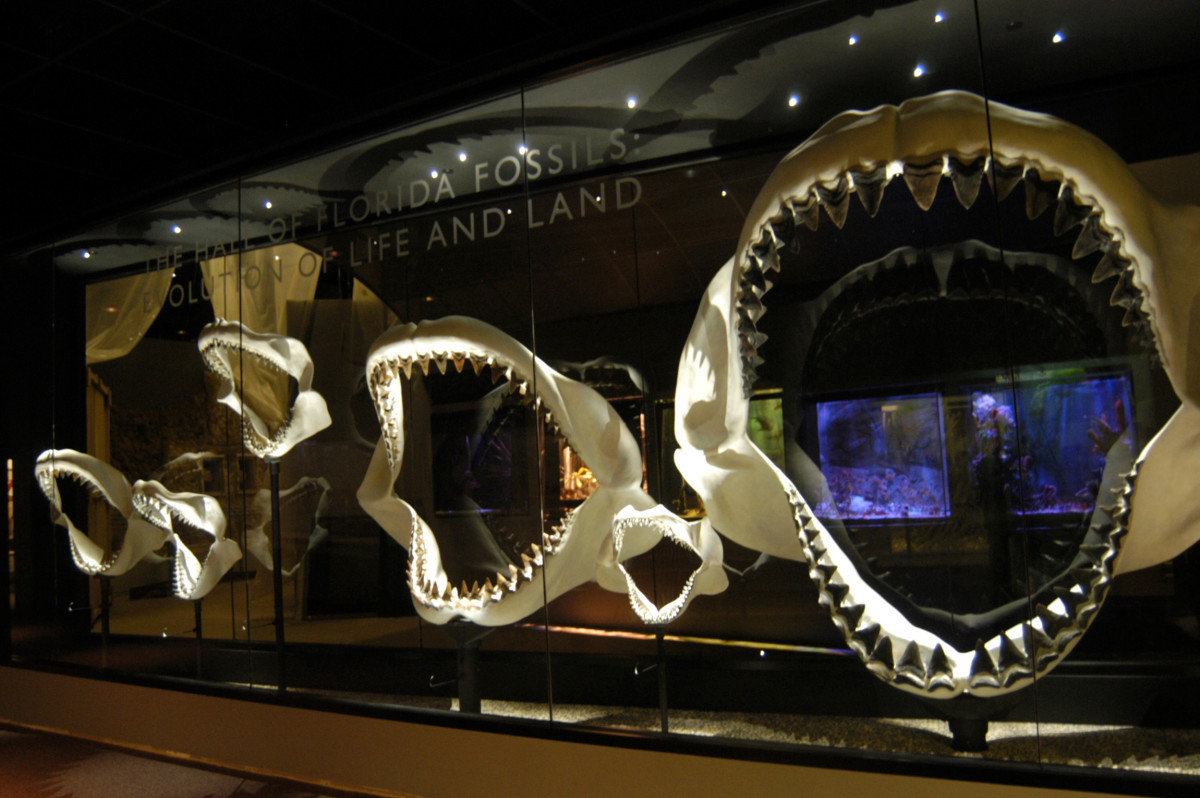 Jaws of a megalodon could reach up to nearly 10 feet. Photo: Courtesy of ©Jeff Gage/Florida Museum of Natural History