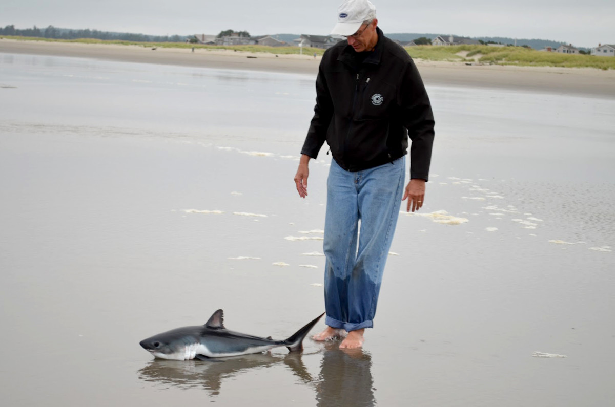 Alan Holyoak discovered the baby shark rolling in the surf in Seaside, Oregon.