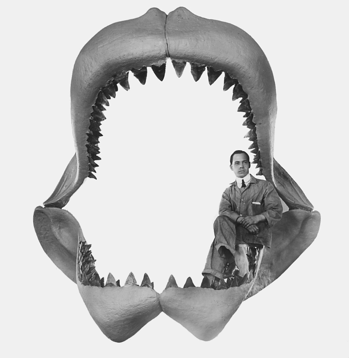 Man sits on the jaws of a megalodon from a restoration of fossil shark done by Bashford Dean in 1909.