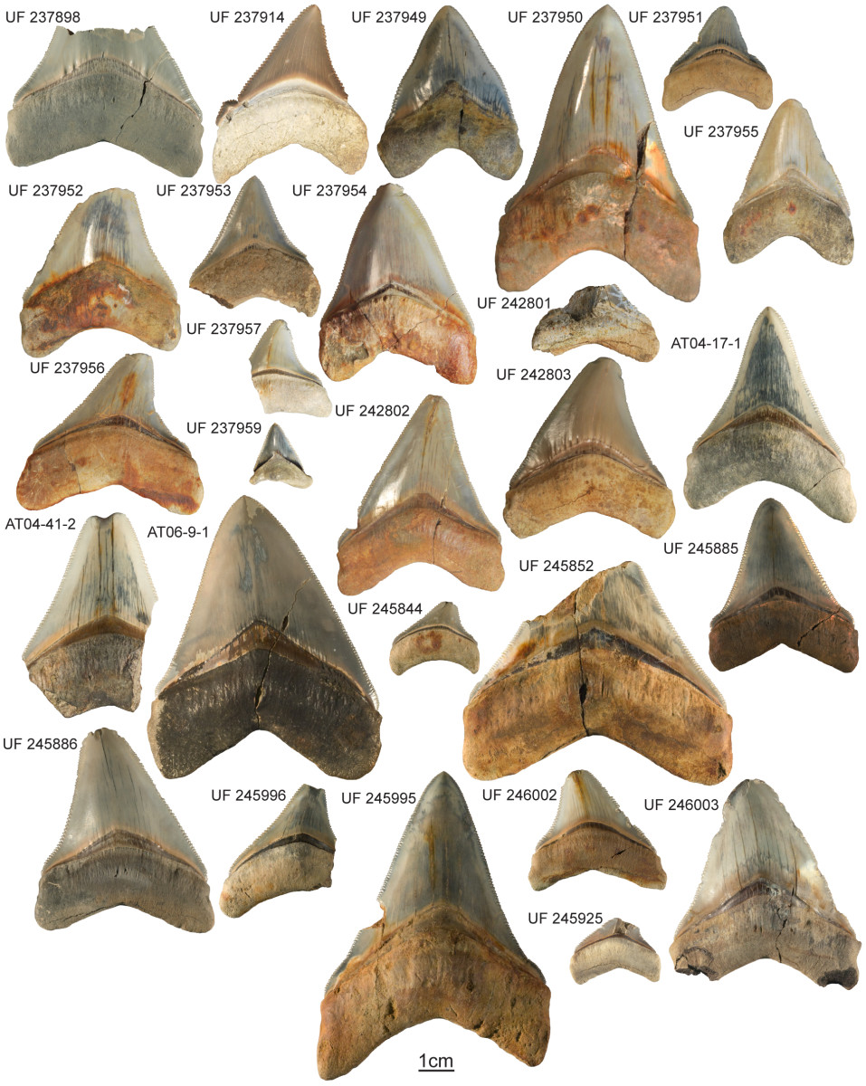 Some teeth of the megalodon were up to 7-inches long. Photo: Courtesy of ©Pimiento/Florida Museum of Natural History
