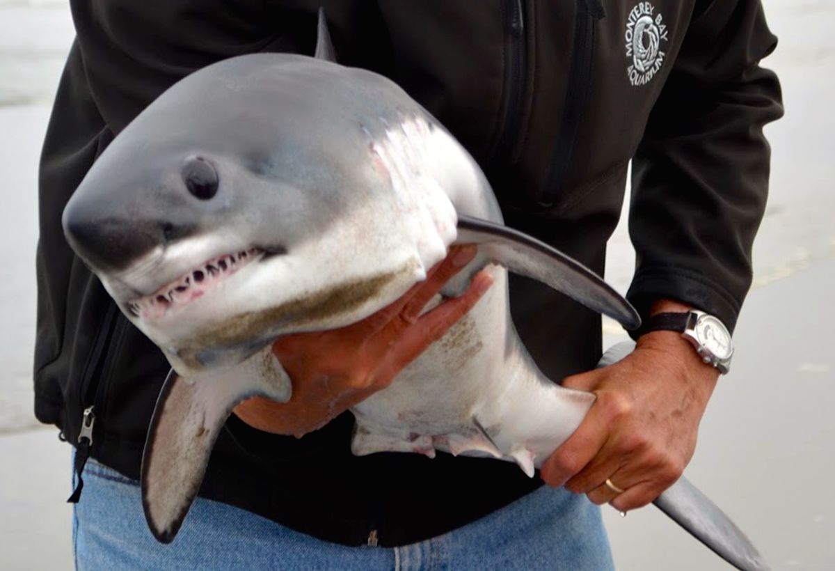 Even a baby shark has dangerously sharp teeth that can cause serious injury.