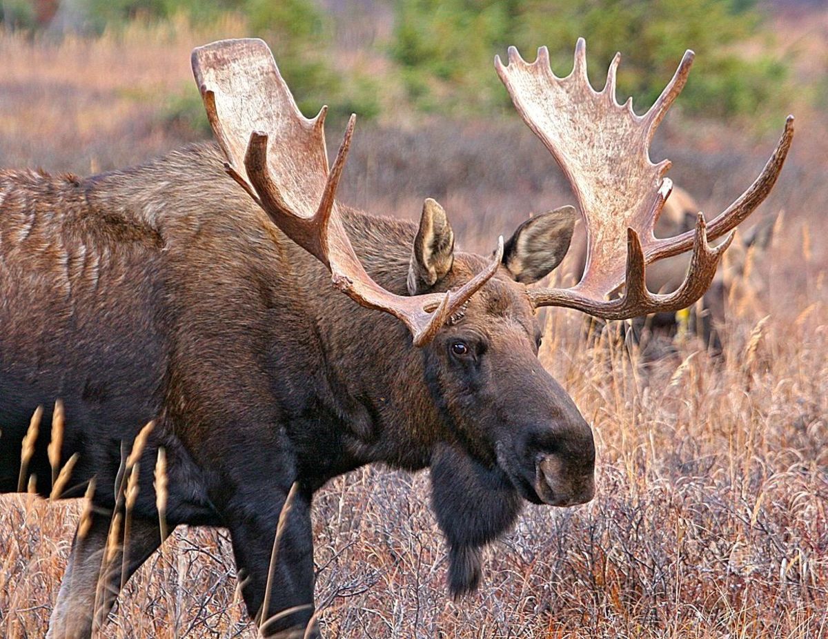 A family captured rare footage of the moment a bull moose shed an antler.