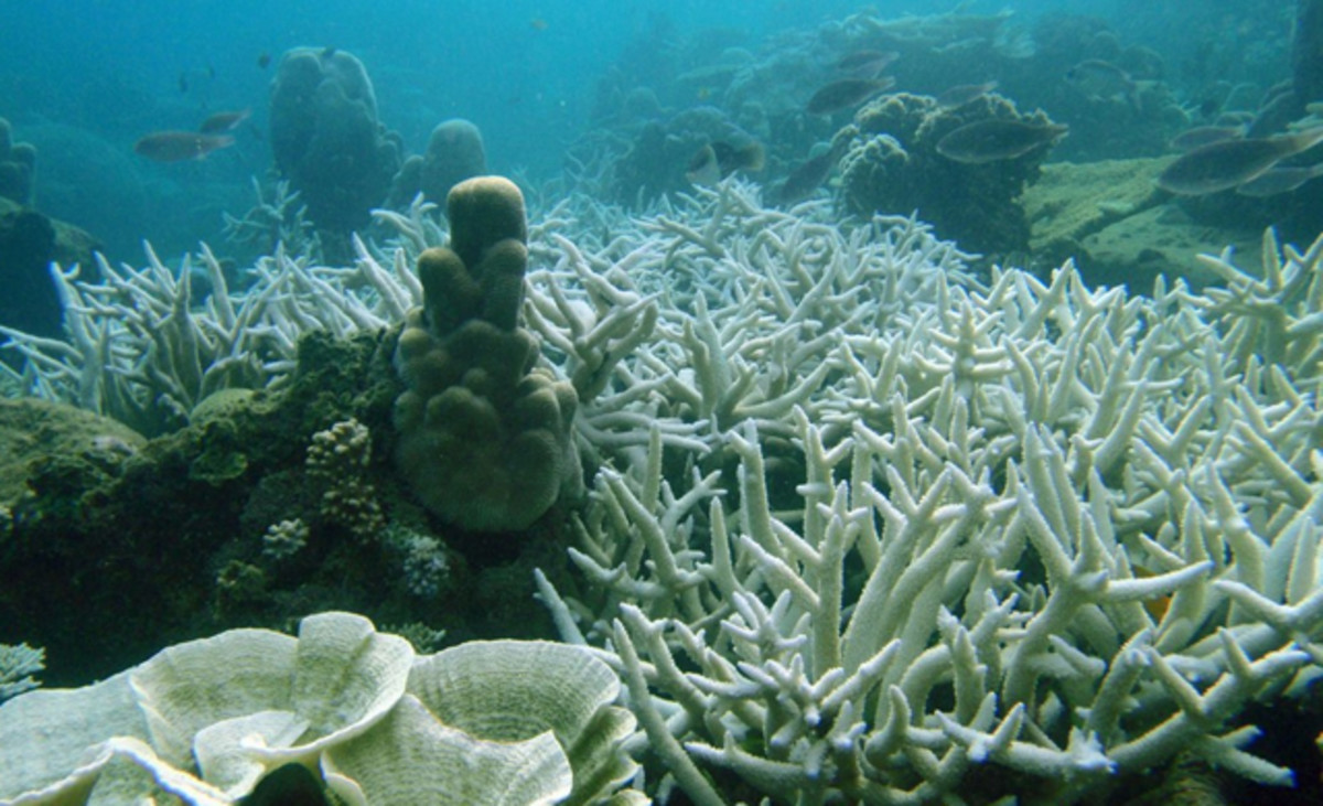 Coral bleaching is harming reefs as ocean temps warm. Photo: Josi/Flickr.
