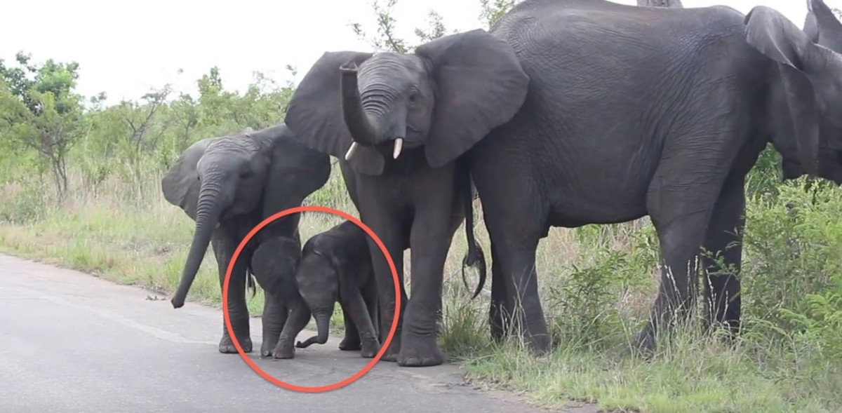 Baby Elephant Takes Issue With Its Trunk And It S Beyond Cute Men S Journal