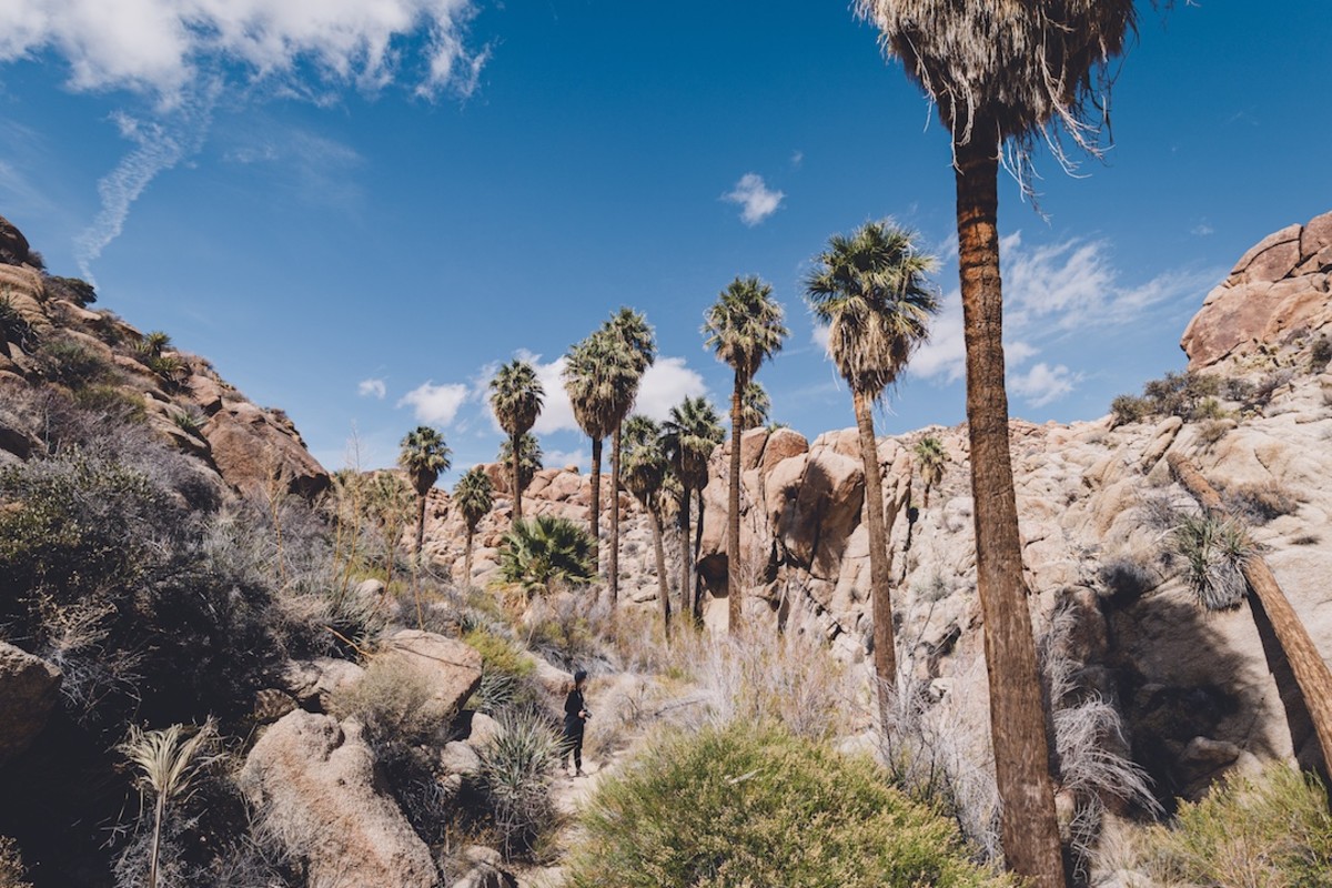 Joshua Tree National Park lines the hike to the Lost Palms Oasis