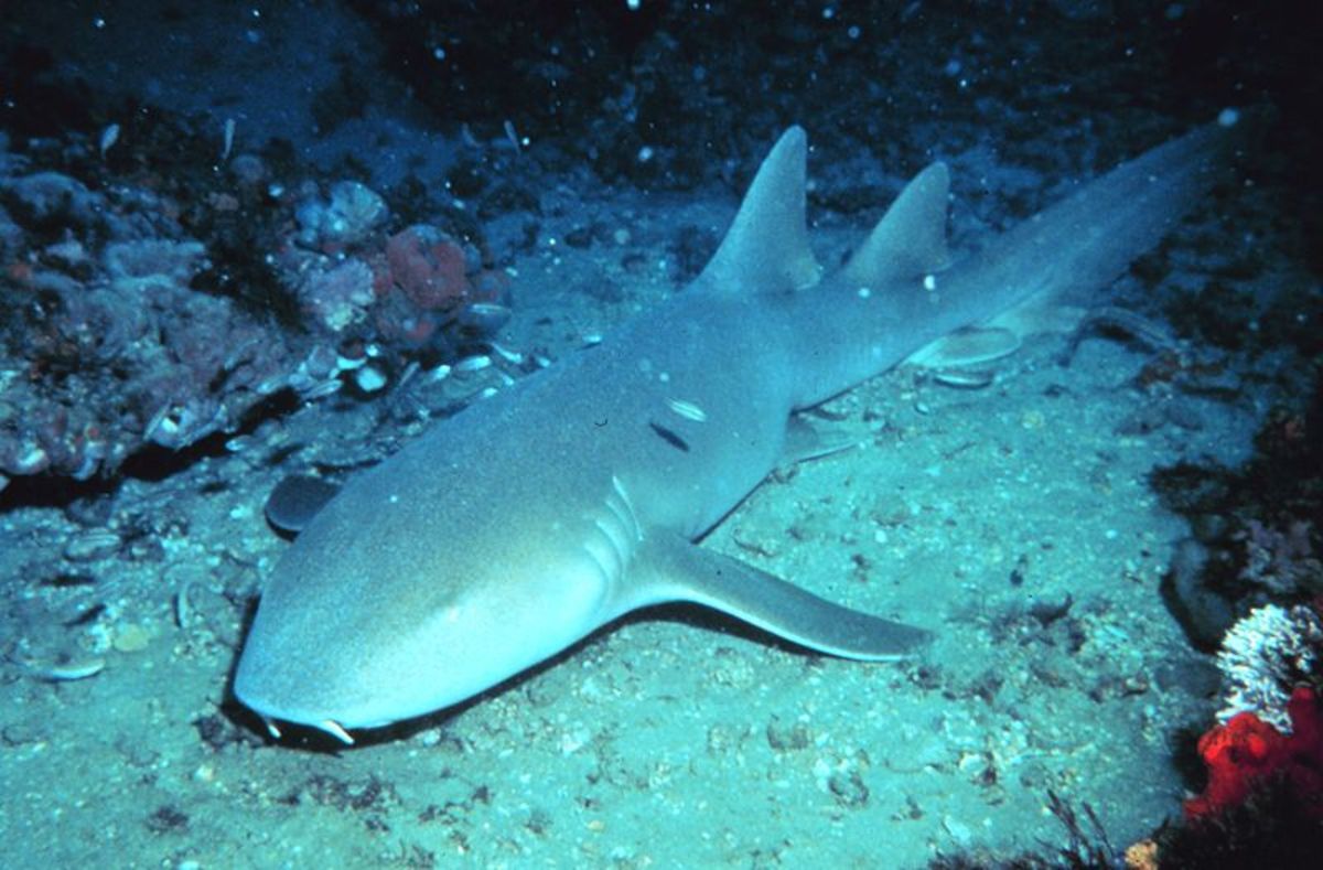 800px-Nurse_shark