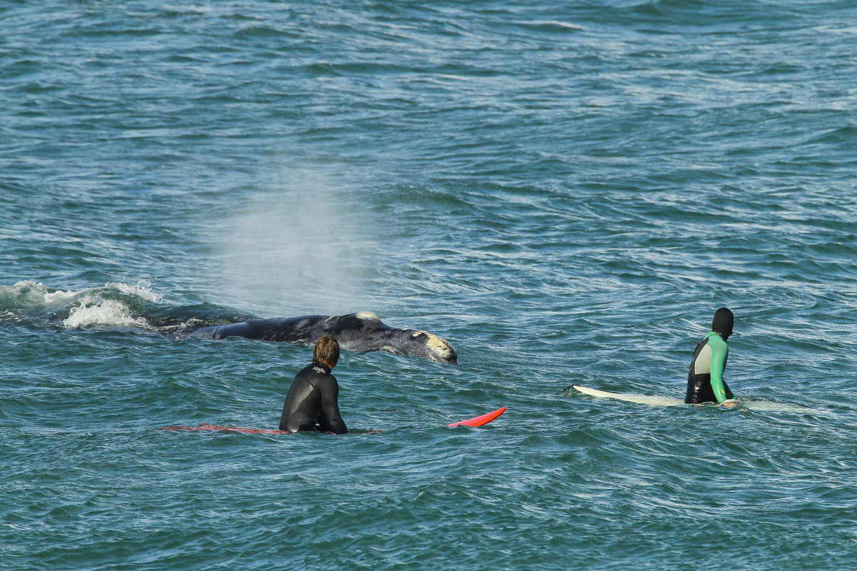A whale joins the surfing lineup off Hermanus, South Africa.