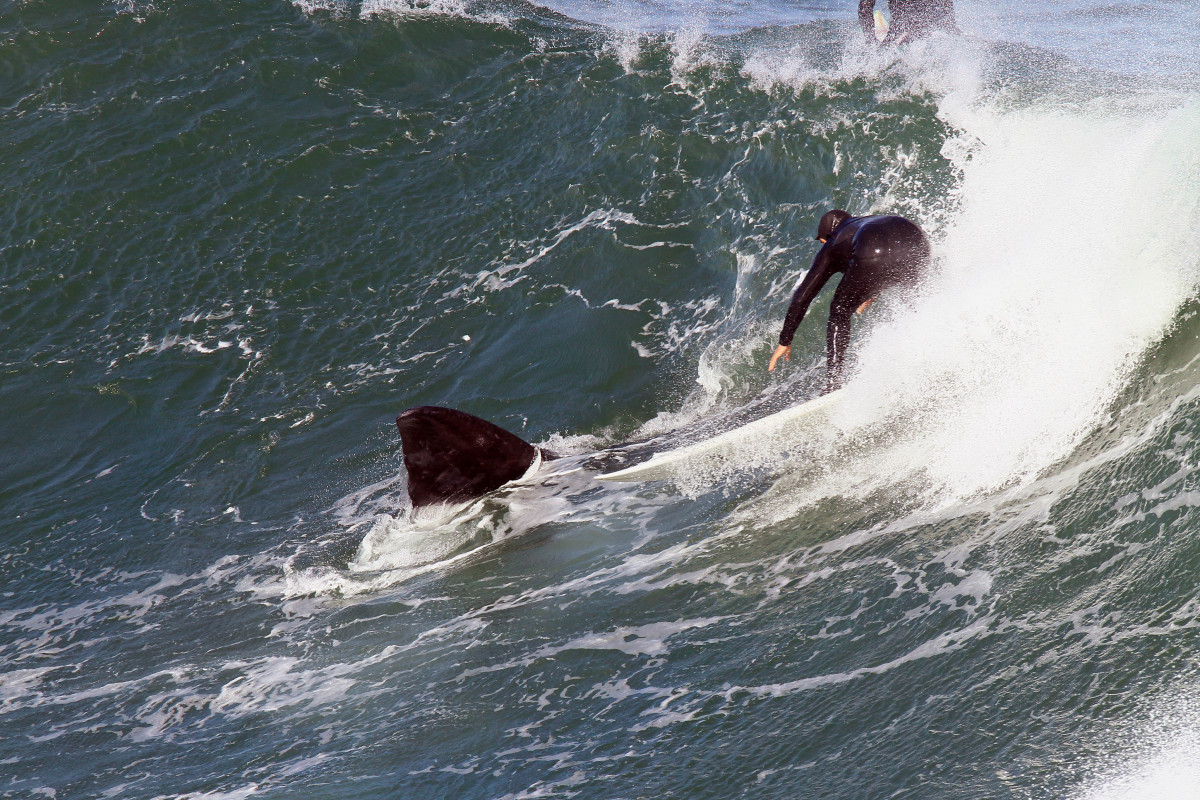 A southern right whale and surfer nearly collide on same wave.