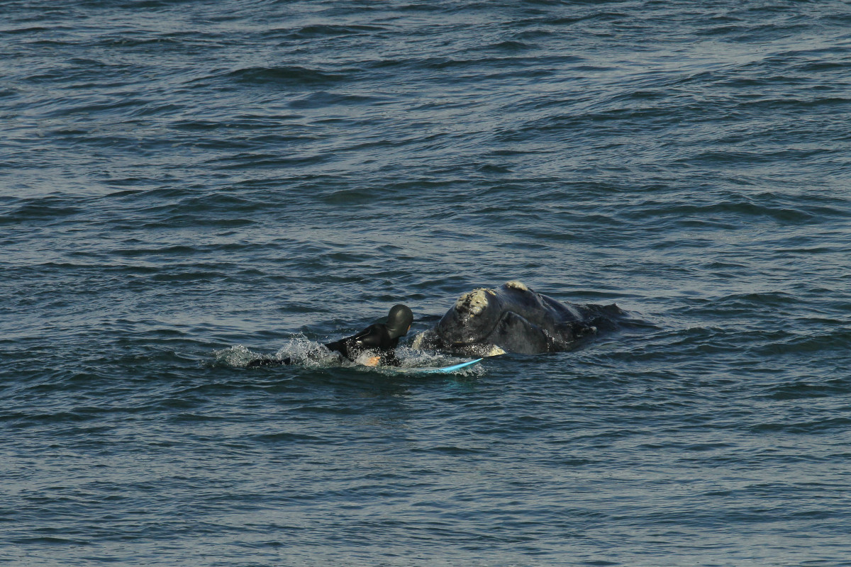 Whale comes just feet away from surfer.