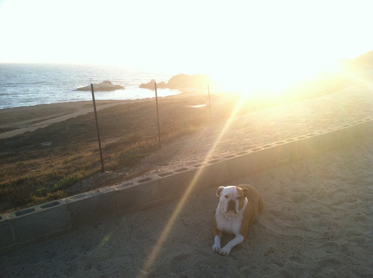 Indy wasn't in the mood for a hike and opted instead to relax on Coyote Cal's premises. Photo: Courtesy of Cyrus Saatsaz