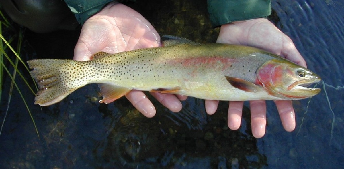 Typical size of a Yellowstone cutthroat trout. Photo: Courtesy Wikipeda Commons