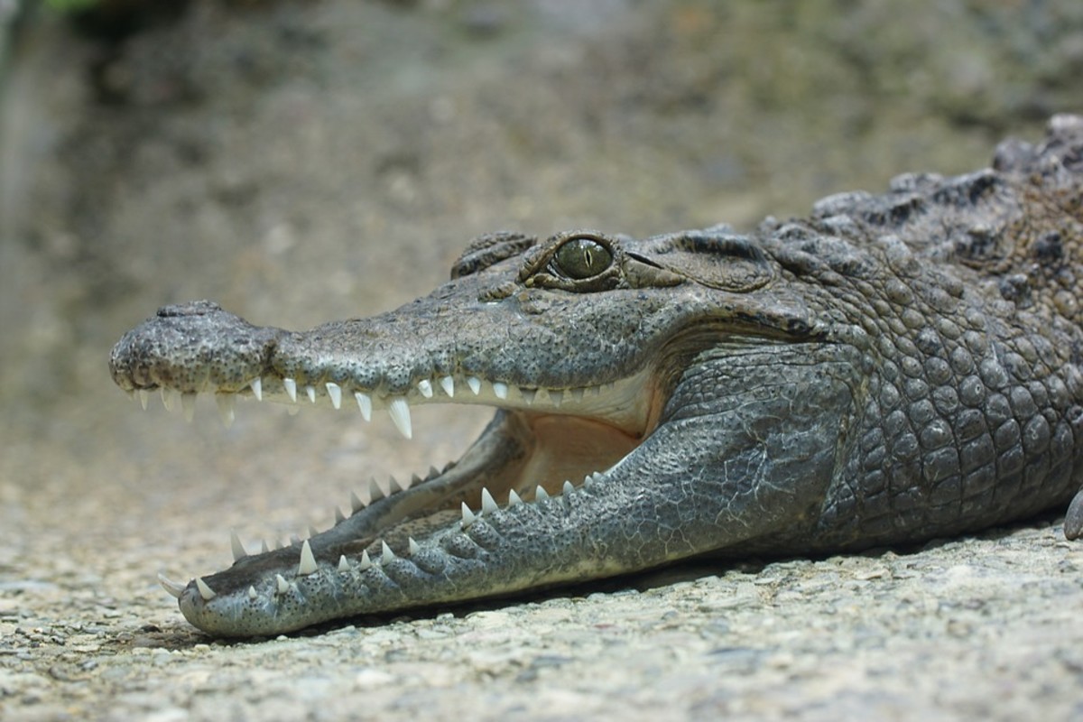 Camper In Tent Awakened By Terrifying Crocodile Attack In Australia Men S Journal