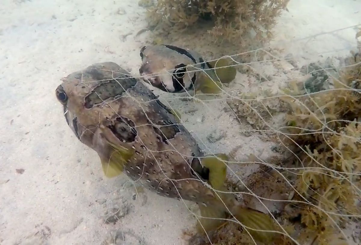 A porcupine fish never left the side of its tangled friend.