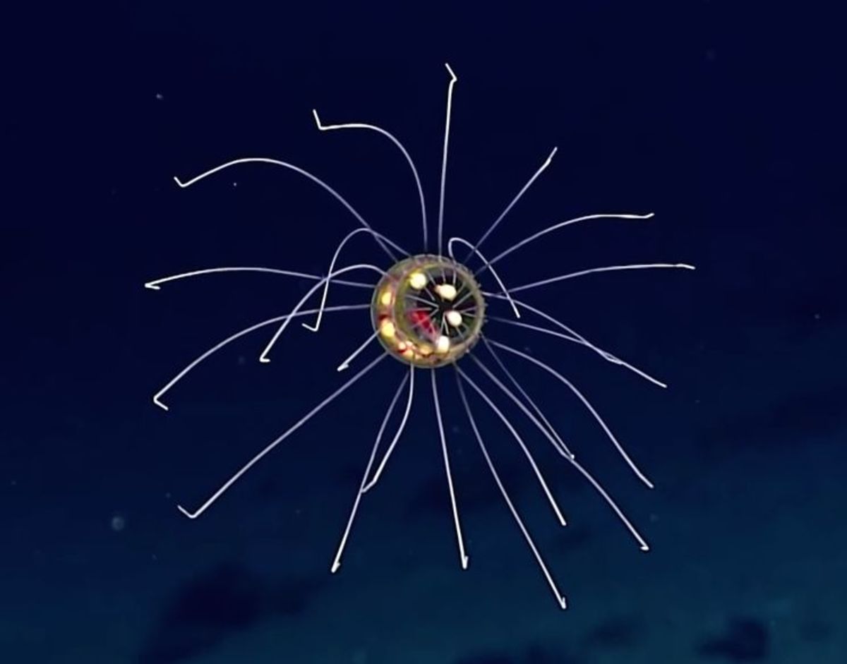 NOAA's Okeanos Explorer captured video of the bizarre sea creature near the Mariana Trench.