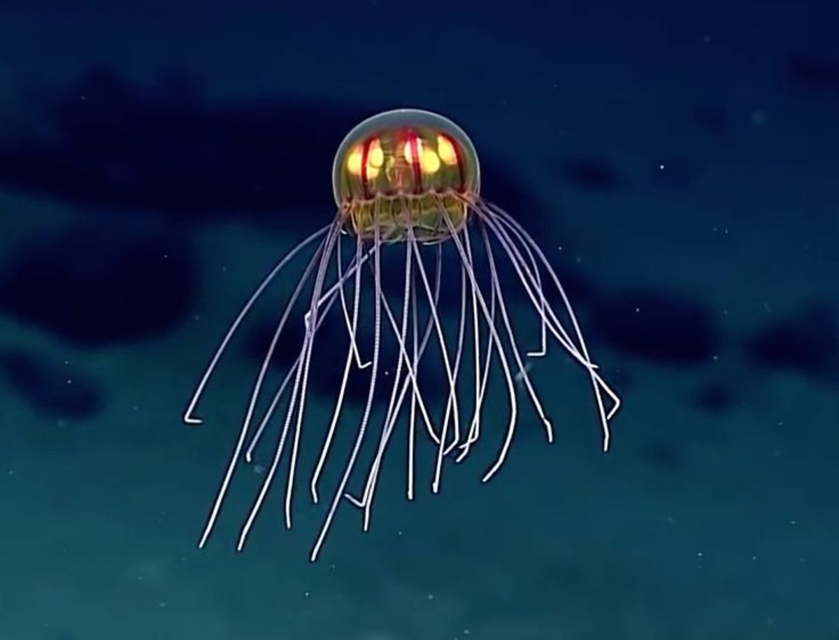 Alien-like jellyfish found near the Mariana Trench. 