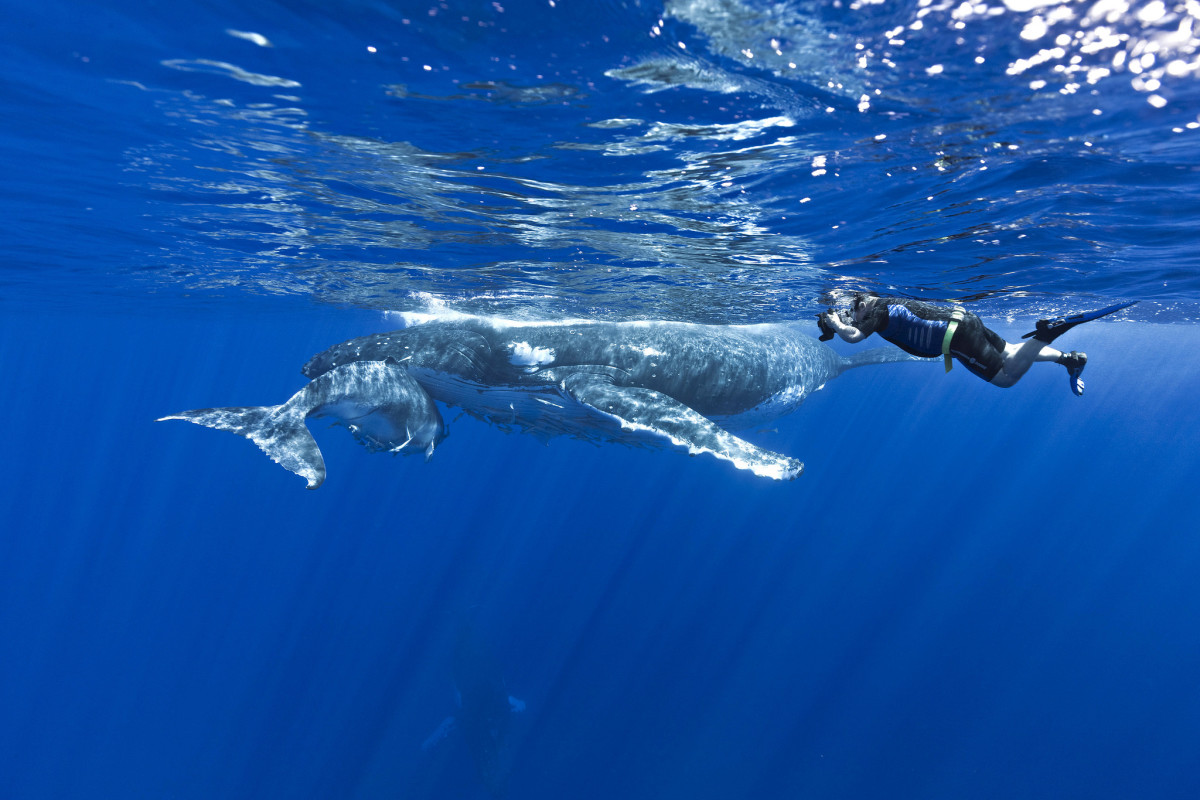 The 4 Best Places To Go Swimming With Whales Men S Journal