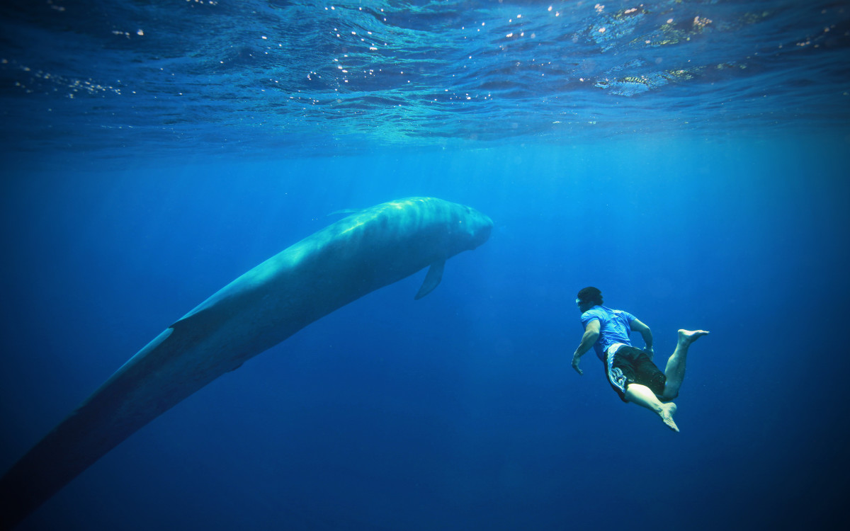 The 4 Best Places To Go Swimming With Whales Men S Journal