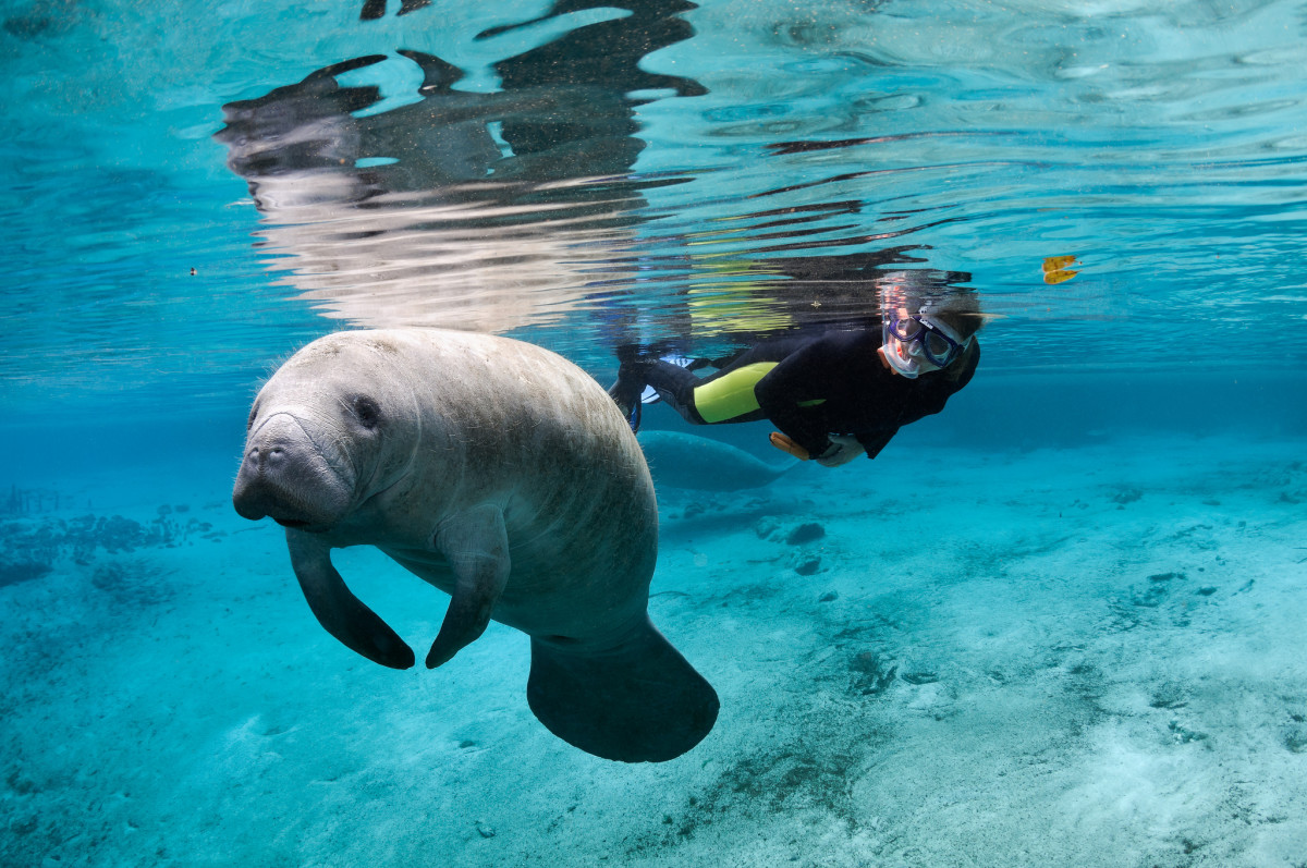 swim with whales manatee