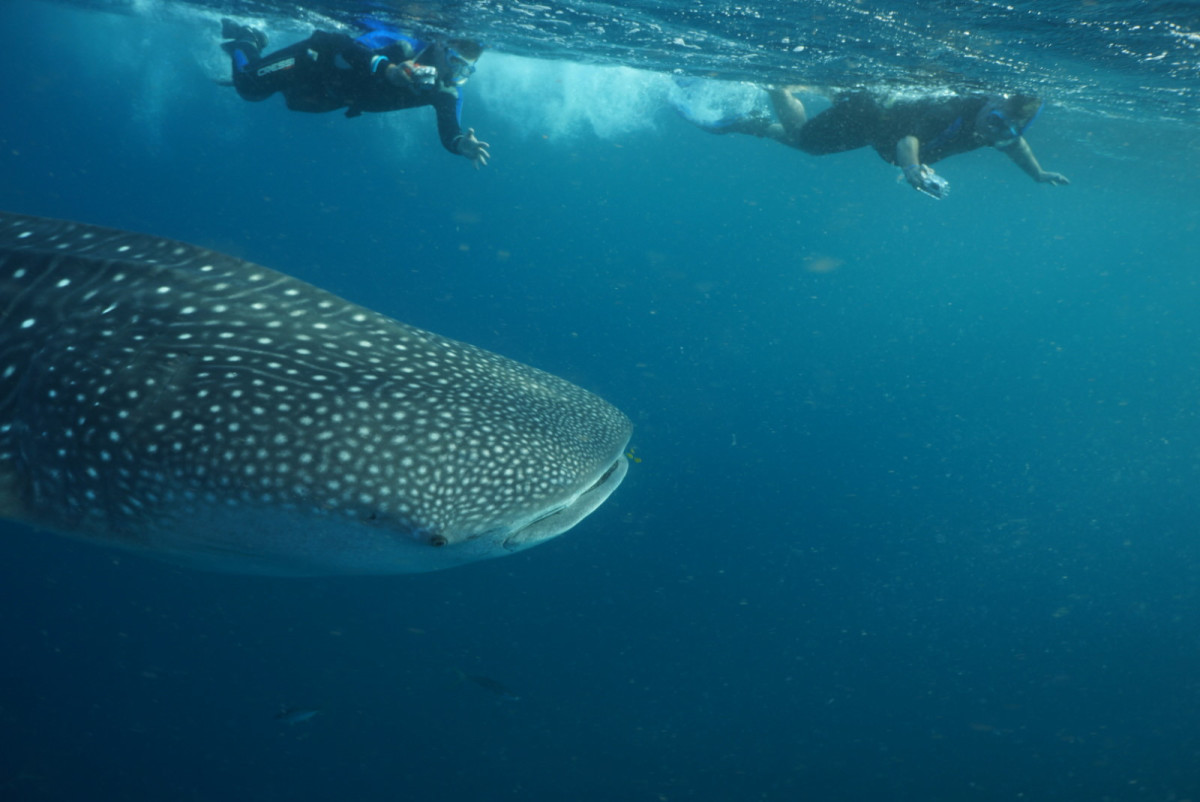 swim with whales