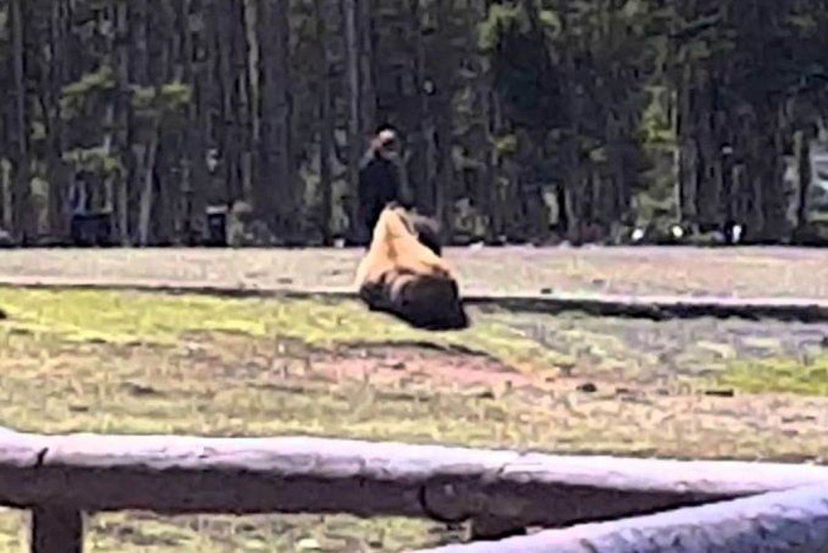 dumb tourists pet bison