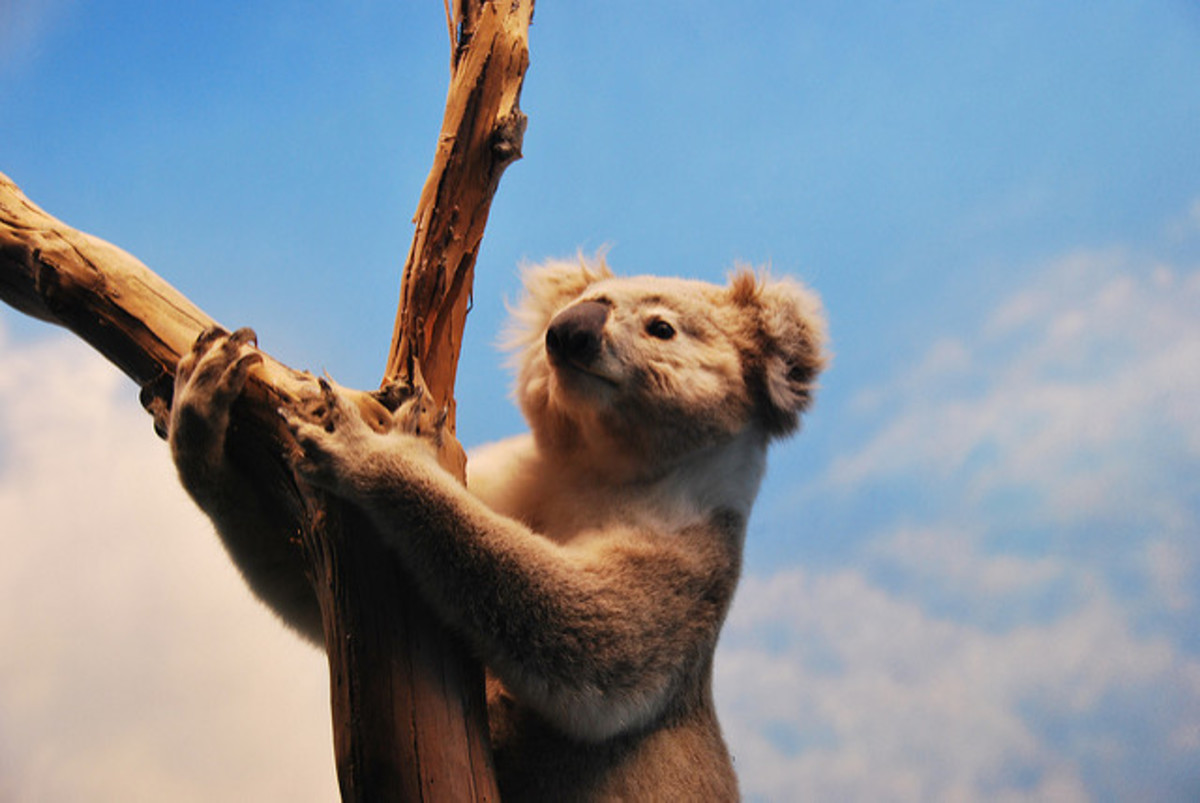 dumb tourists koala