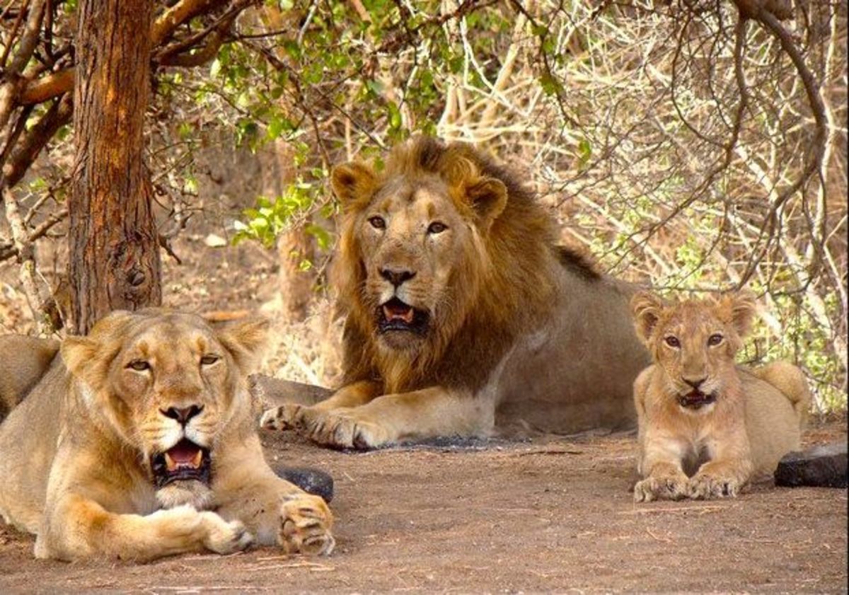 A pride of Asiatic lions is believed to be responsible for three deaths in three months.
