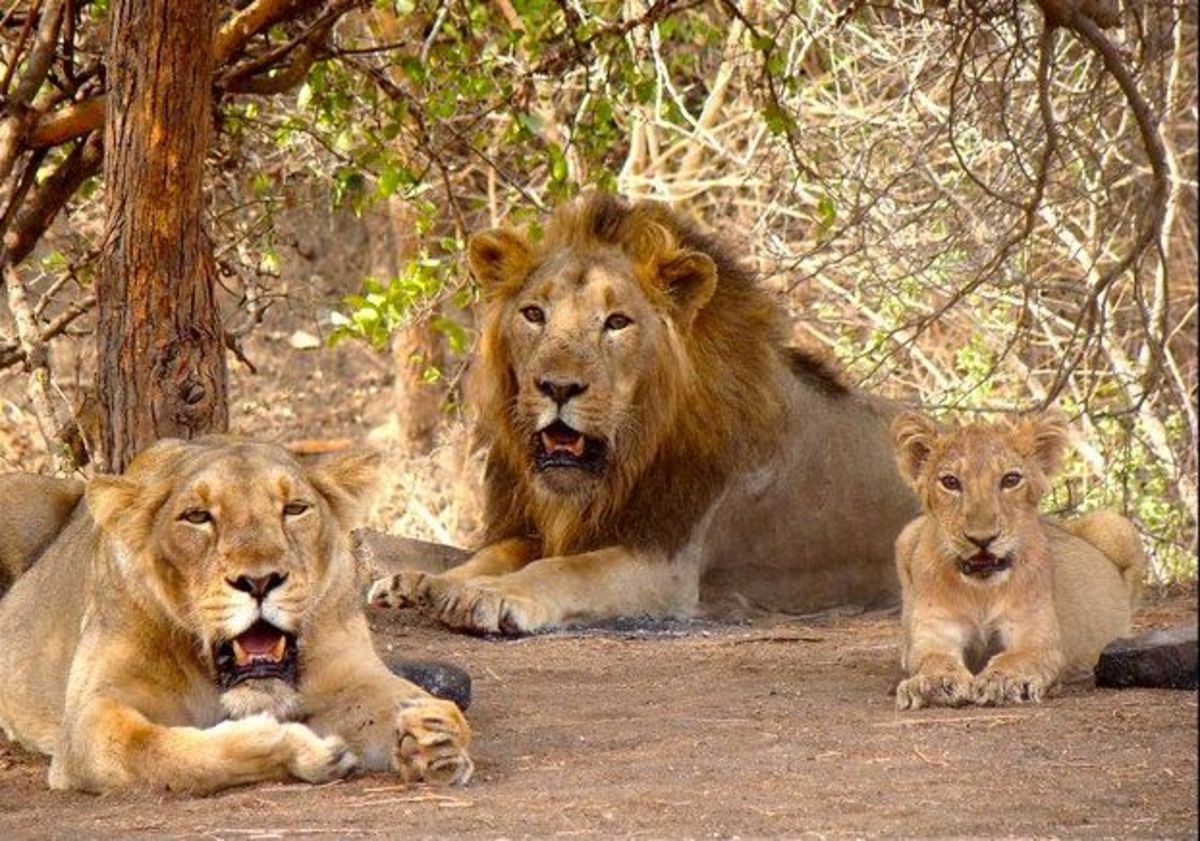 A pride of Asiatic lions is believed to be responsible for three deaths in three months.