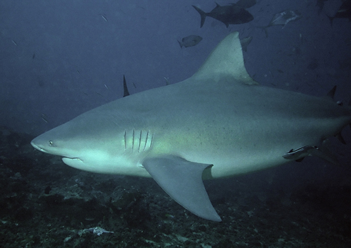 Bullshark_Beqa_Fiji_2007