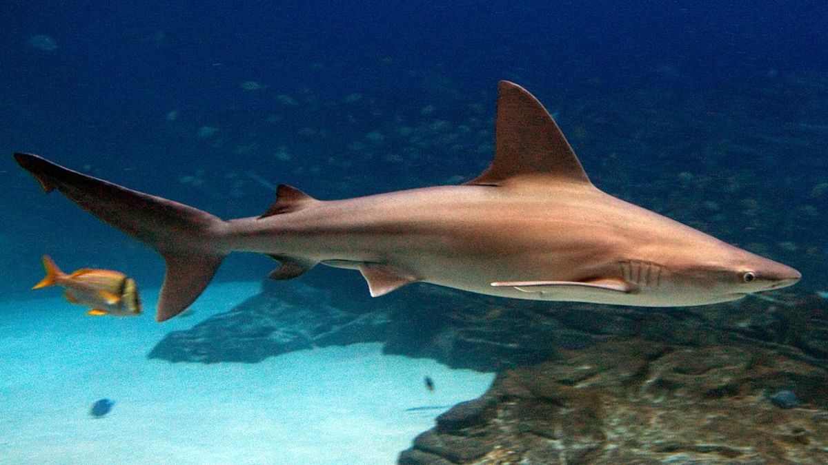 SandBar1024px-Carcharhinus_plumbeus_georgia