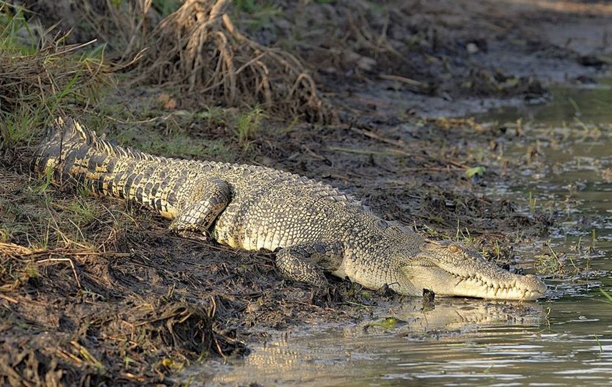 A crocodile, such as this one in the Northern Territory of Australia, intentionally capsized a boat, tossing two men into the water.