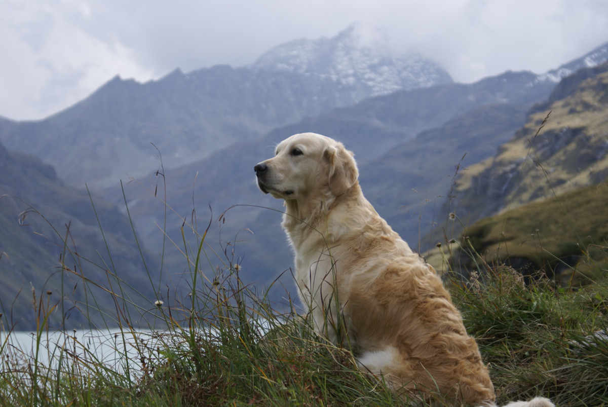 dogs national parks