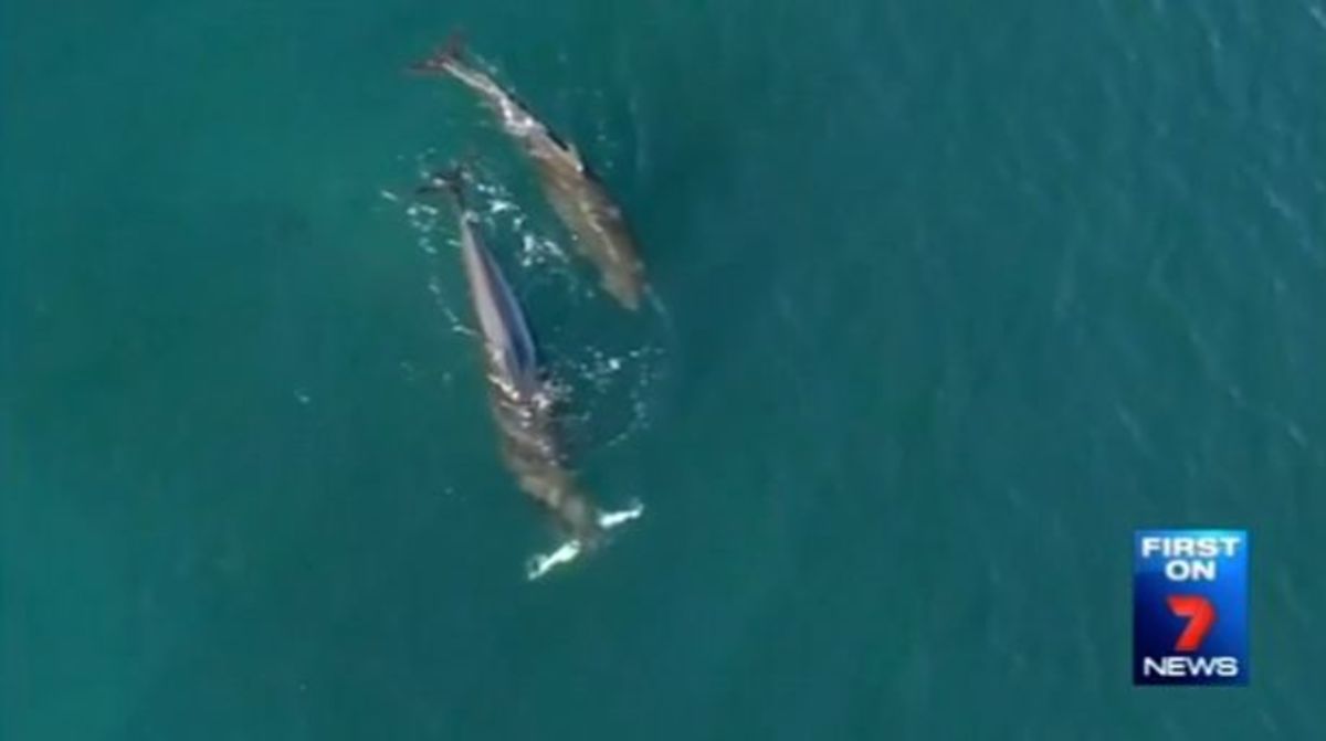 The moment a false killer whale attacks a shark off Sydney, Australia.