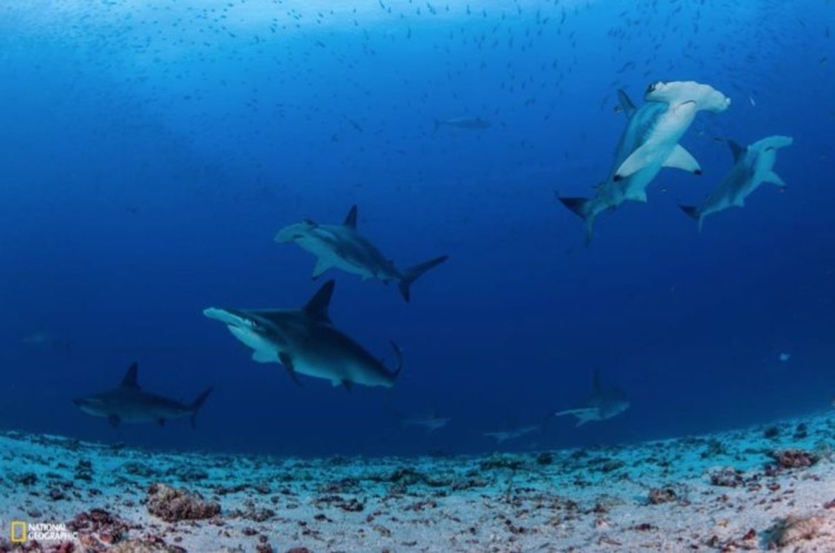 Hammerhead sharks are among the 33 species of sharks found in the Galapagos Marine Reserve.
