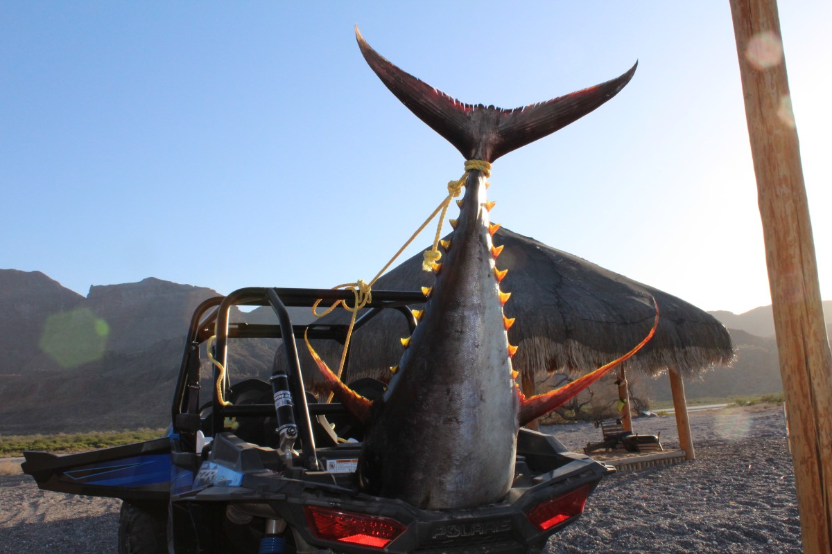 tuna in truck