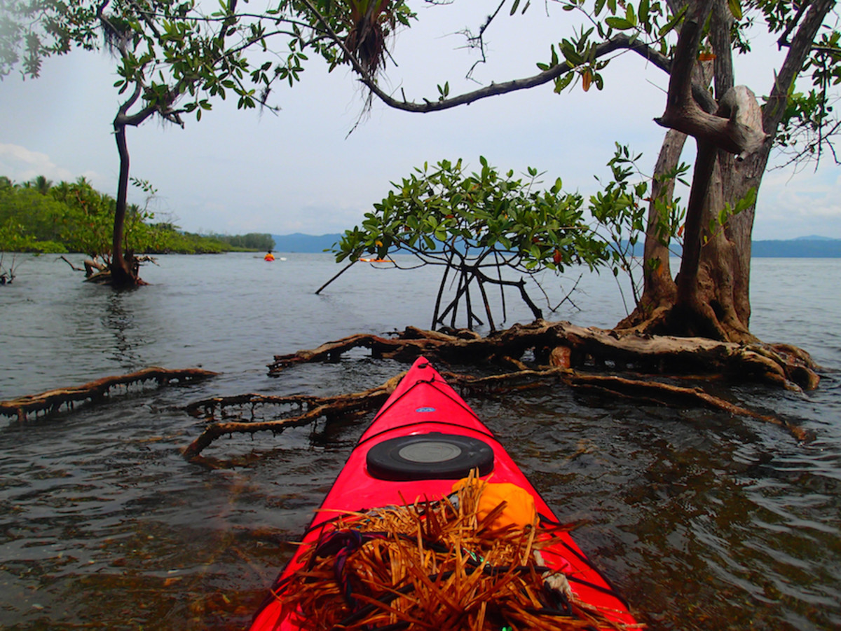 Costa Rica has it all, including mangroves. Lots of mangroves.