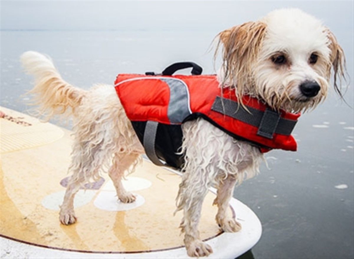 SUP with your pup safely, by outfitting them with a CFD, like this one by RC Pets. | Photo courtesy of RCpets.com