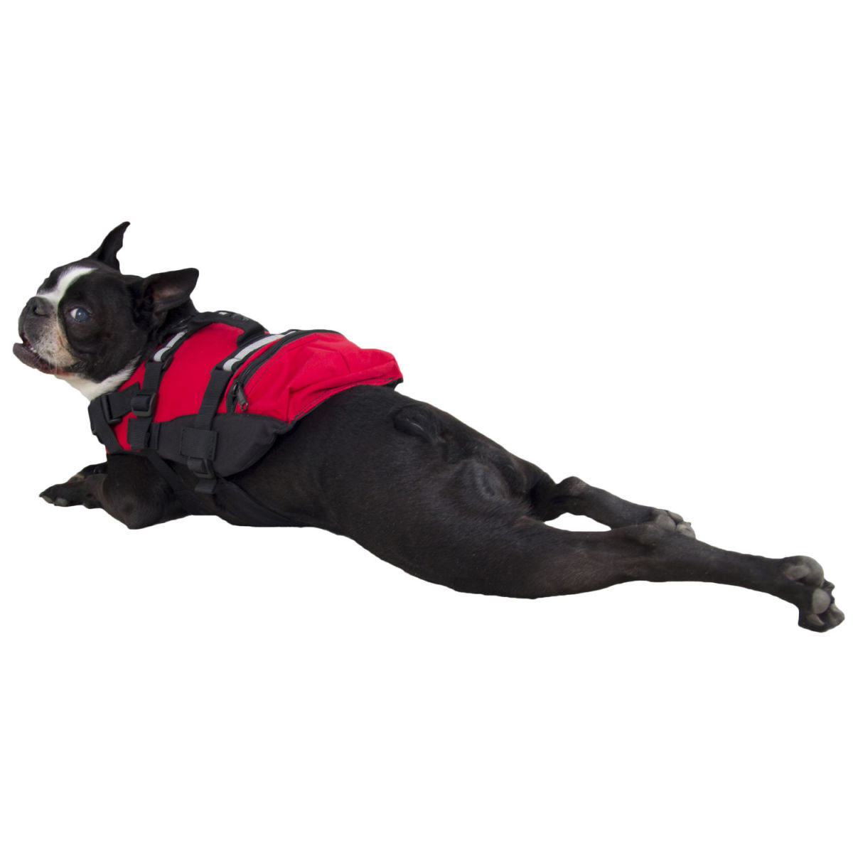 dog floatation