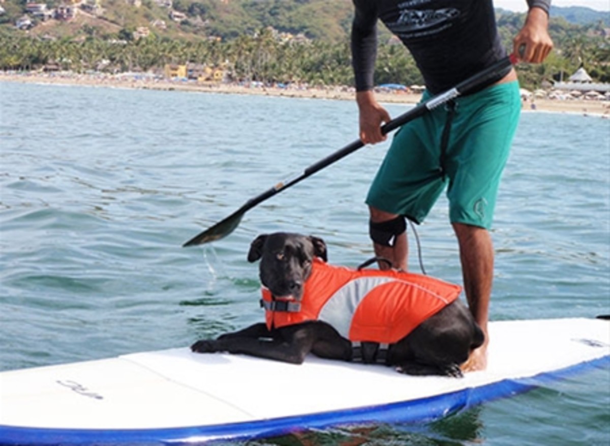 Canine life jackets are affordable, and, a necessary piece of gear to help ensure your pup's safety. | Photo courtesy of RCpets.com