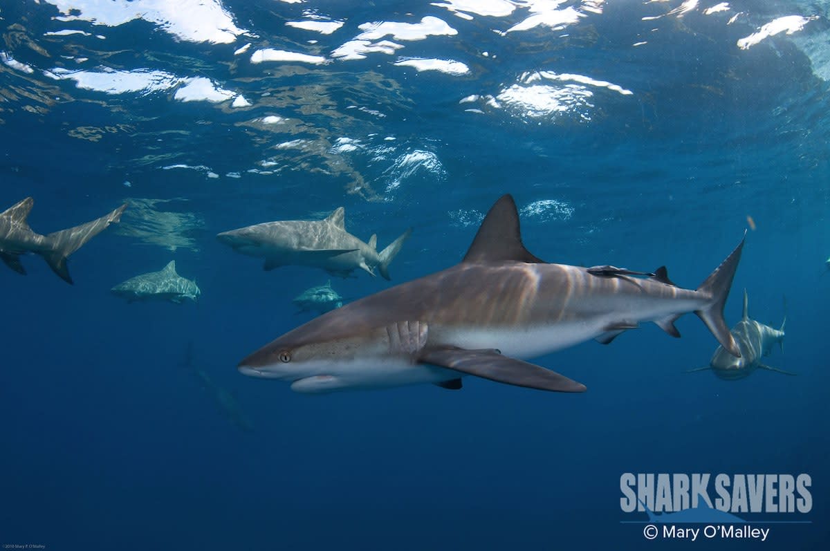 Forget a Lego Ninjago pack, help these fellas out. Photo Shark Savers