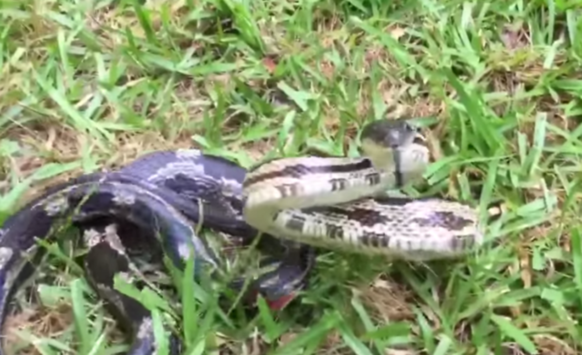 wild snake video