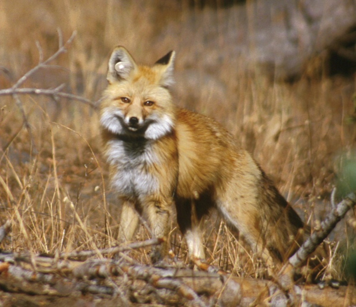 A Sierra Nevada red fox.