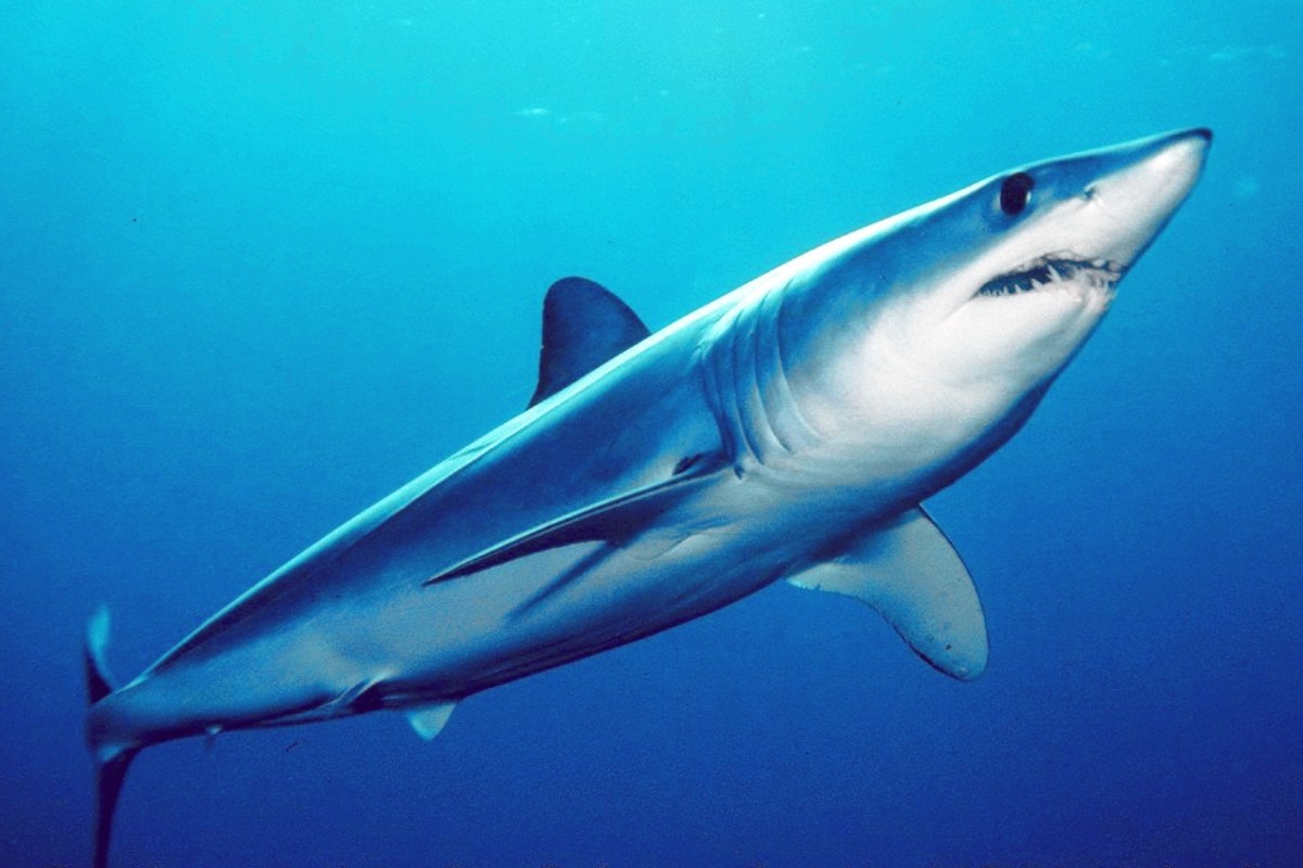 Swimmer Loses Leg In Rare Shark Attack In Egypt Men S Journal