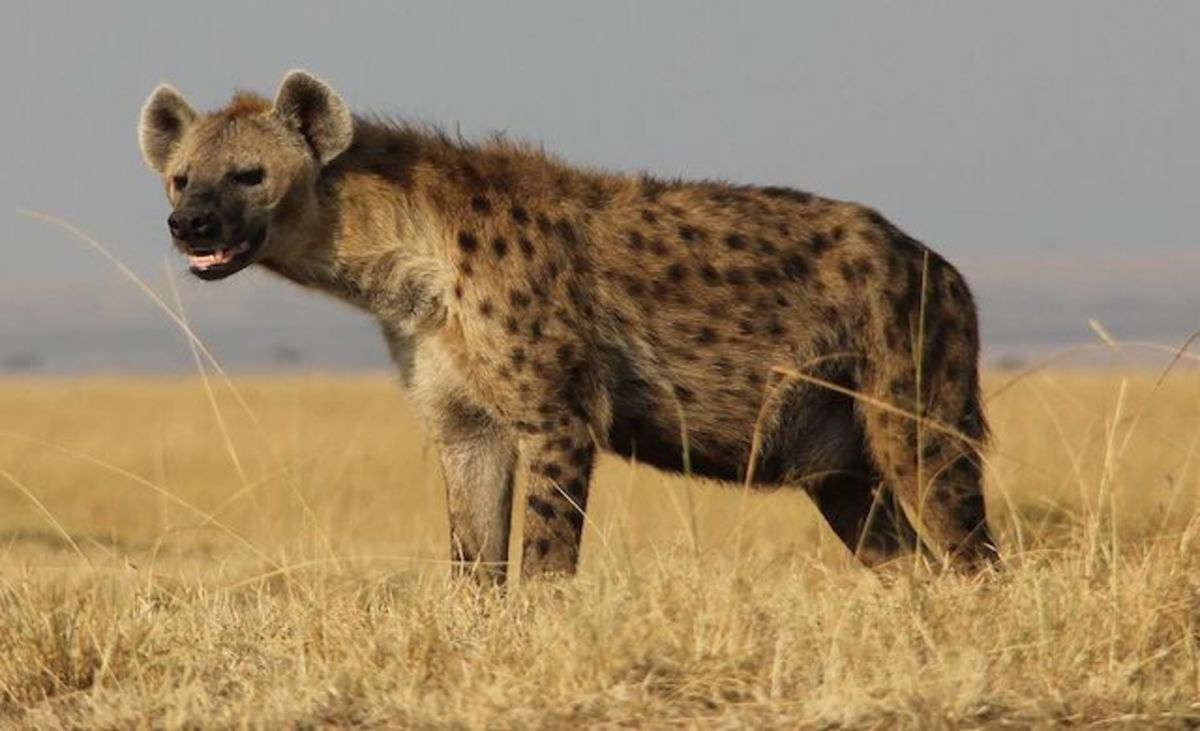 Hyenas are notorious for frequenting campsites at Kruger National Park because people feed them. Photo: Courtesy of Wikimedia Commons