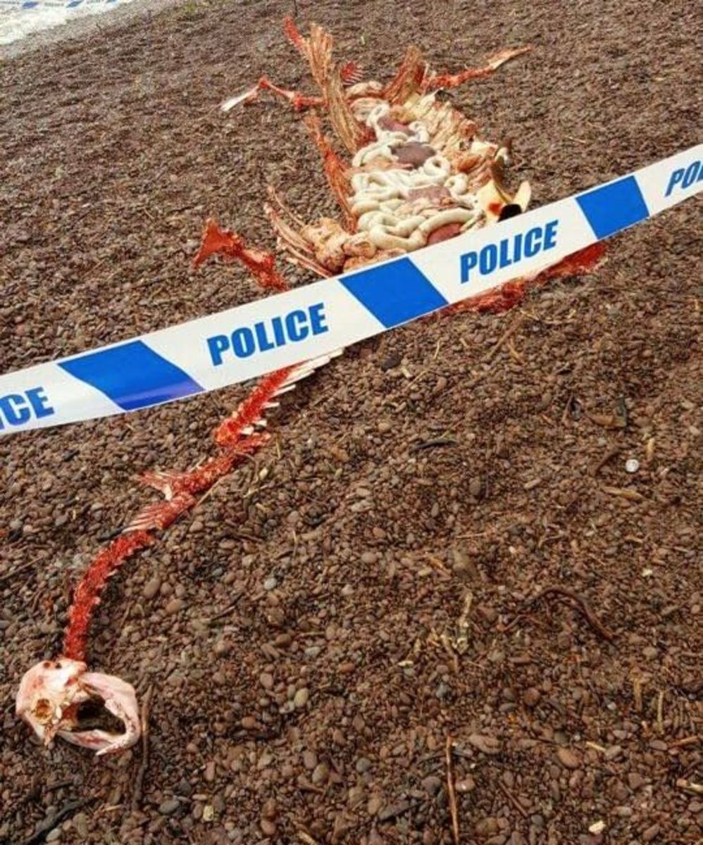 The humorous remains of Loch Ness Monster on the shore of Loch Ness.