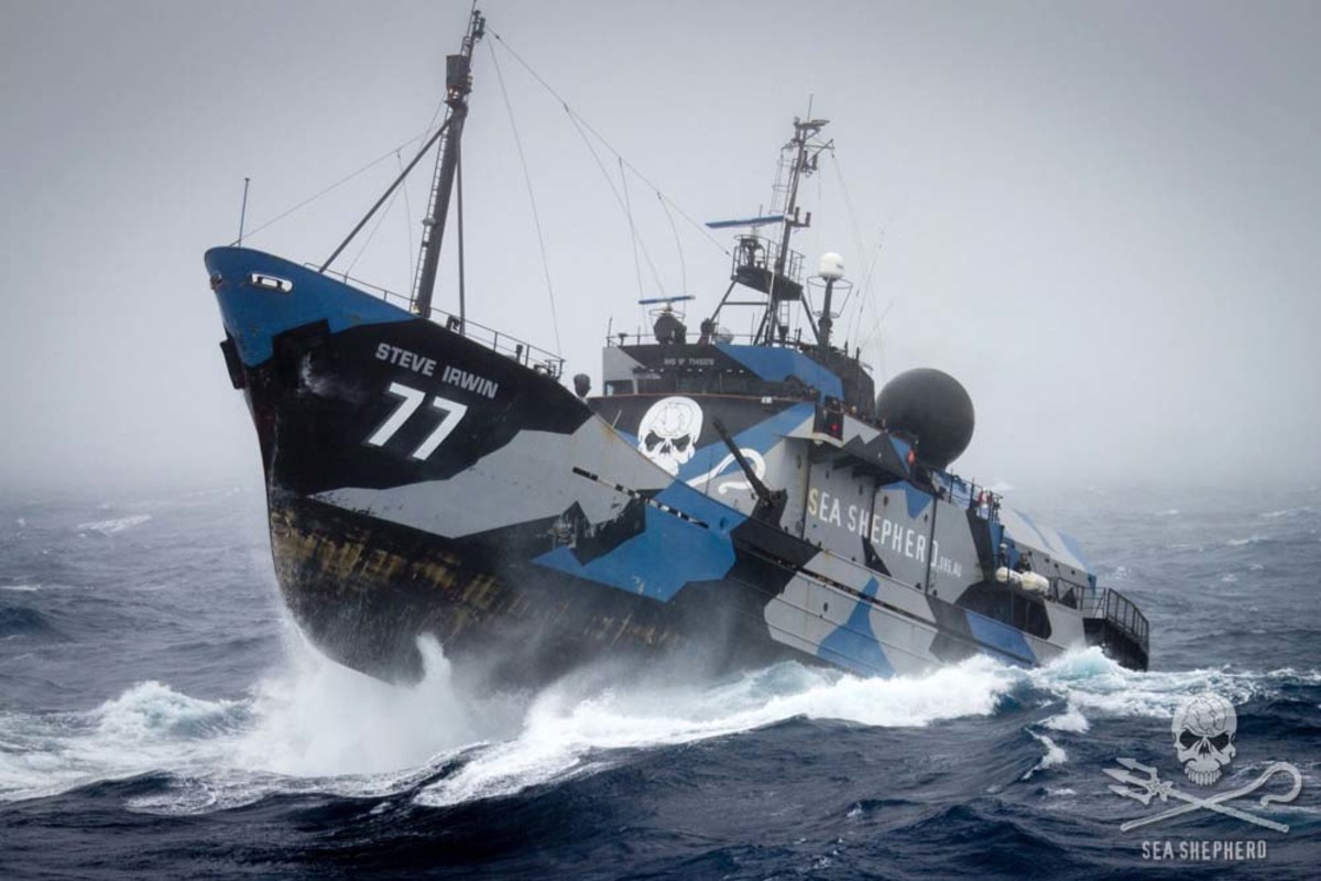 Sea Shepherd's flagship, the Steve Irwin goes into battle. Photo by Sea Shepherd