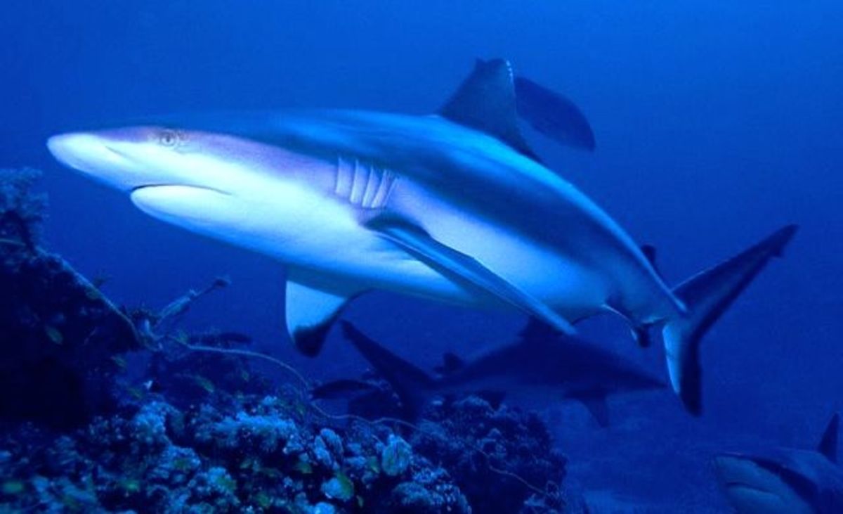 A grey reef shark, like this one, attacks a teen spear fisherman in Western Australia.