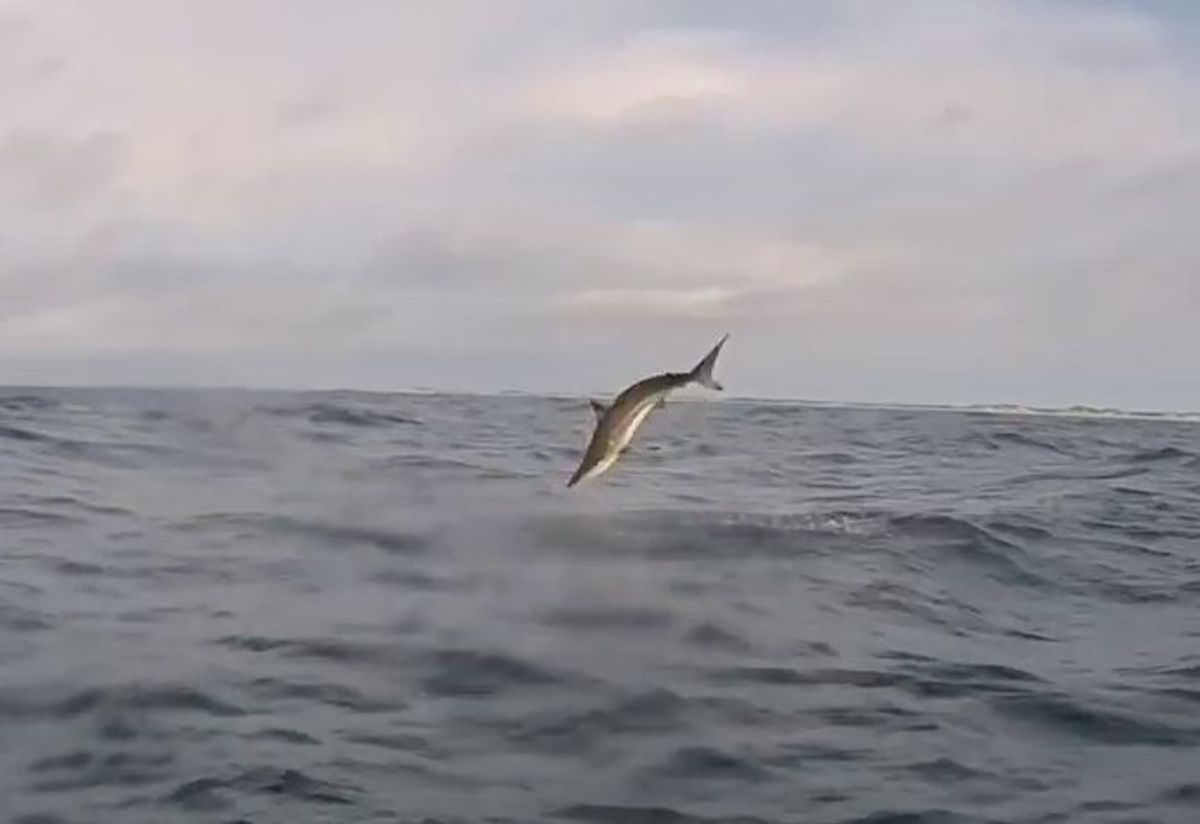 A kayak fisherman was happy to have this spinner shark get away.
